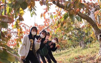 朝倉の農地に柿狩りのボランティアへ!